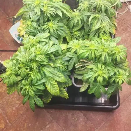 Auto fractal + auto black opium