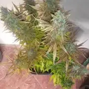 Divine seeds Autofractal+autoblack opium