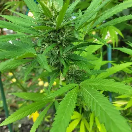 Unknow sativa