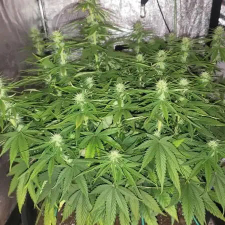 Maveriks seeds kiwi-papaya