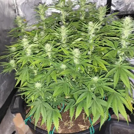 Maveriks seeds kiwi-papaya
