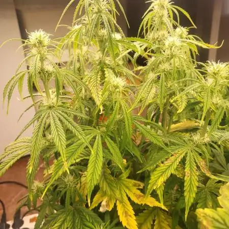 Auto fractal + auto black opium