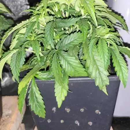 Auto fractal divine seeds + kiwi papaia