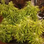 Auto fractal + auto black opium