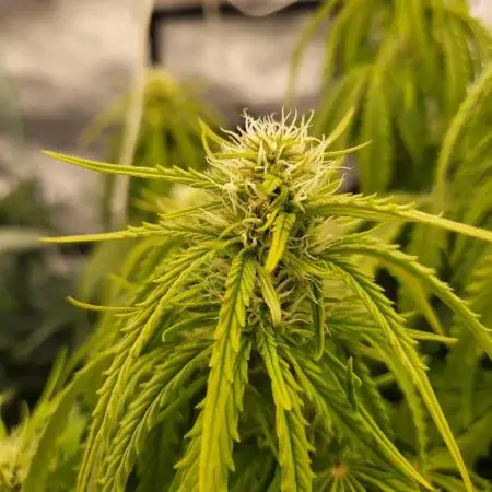 Auto fractal divine seeds + kiwi papaya