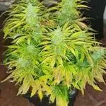 Auto fractal + auto black opium