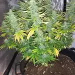 Maveriks seeds kiwi-papaya