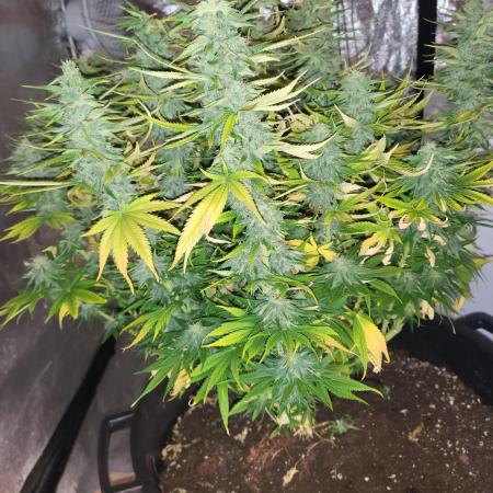 Maveriks seeds kiwi-papaya