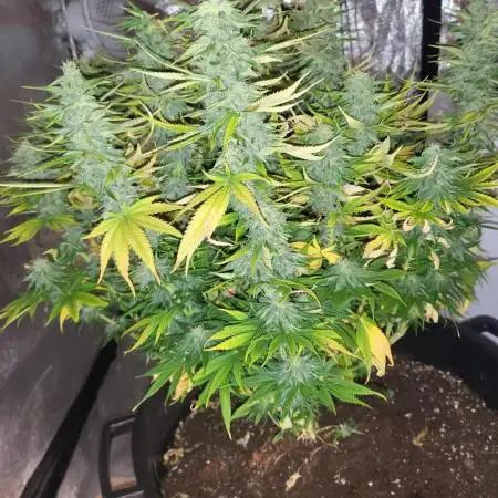 Maveriks seeds kiwi-papaya