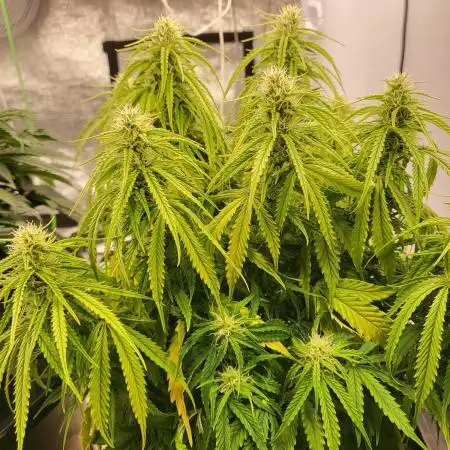 Auto fractal divine seeds + kiwi papaya