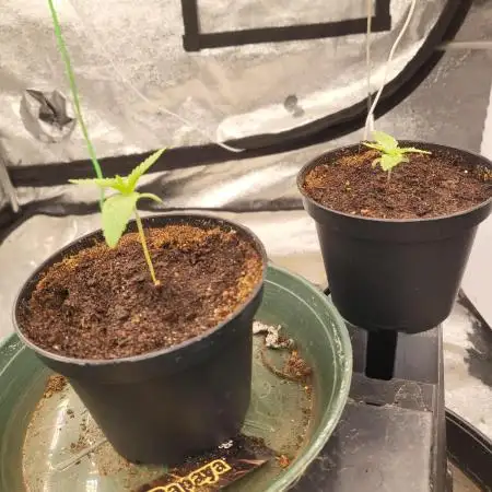 Auto fractal Divine Seeds
