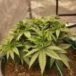 Auto fractal divine seeds + kiwi papaya