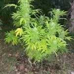 Unknow sativa