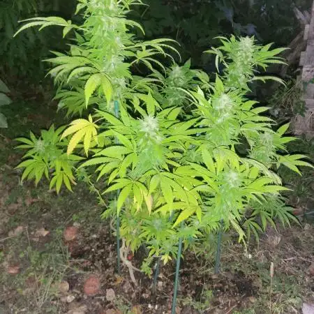 Unknow sativa