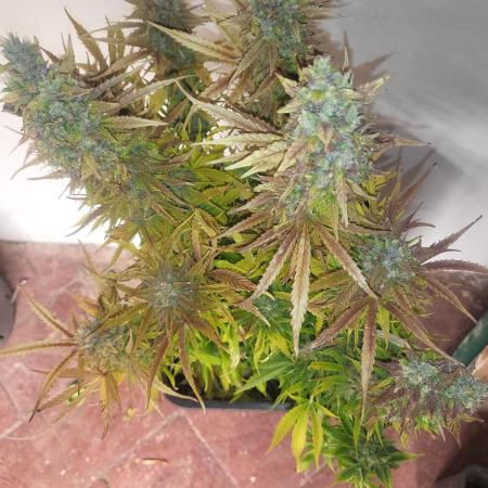 Divine seeds Autofractal+autoblack opium