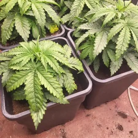 Auto fractal + auto black opium