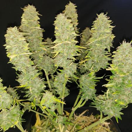 Auto fractal divine seeds + kiwi papaya
