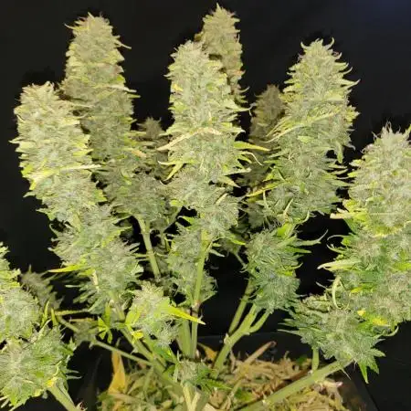 Auto fractal divine seeds + kiwi papaya