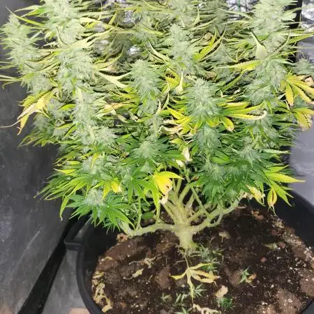 Maveriks seeds kiwi-papaya