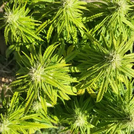 Auto fractal divine seeds + kiwi papaya