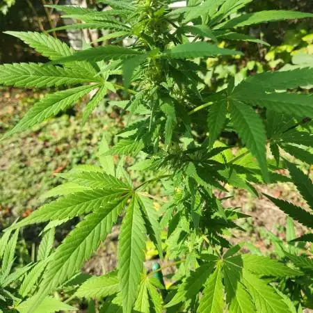 Unknow sativa