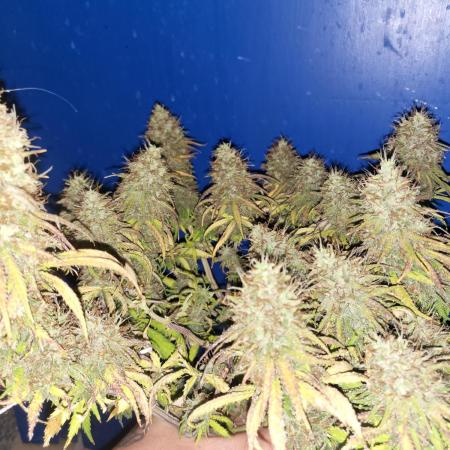 Unknow sativa dom hybrid