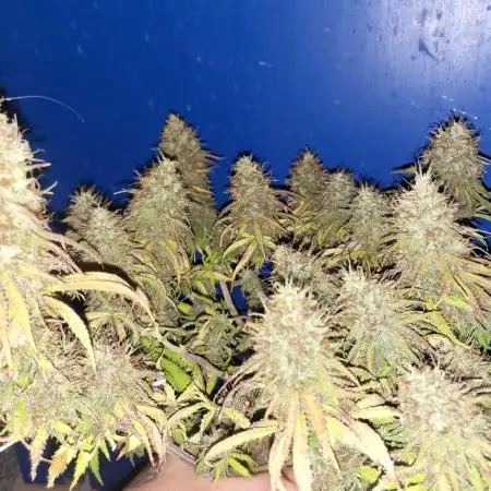 Unknow sativa dom hybrid