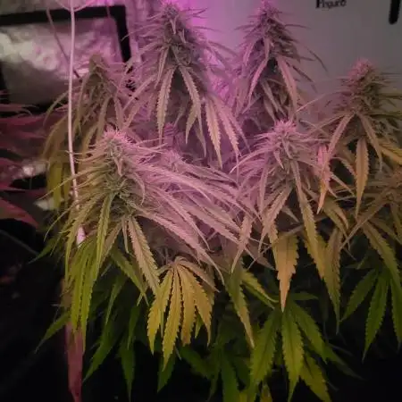 Auto fractal divine seeds + kiwi papaya