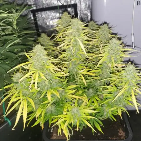 Auto fractal divine seeds + kiwi papaya