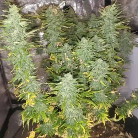 Maveriks seeds kiwi-papaya