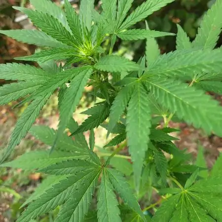 Unknow sativa