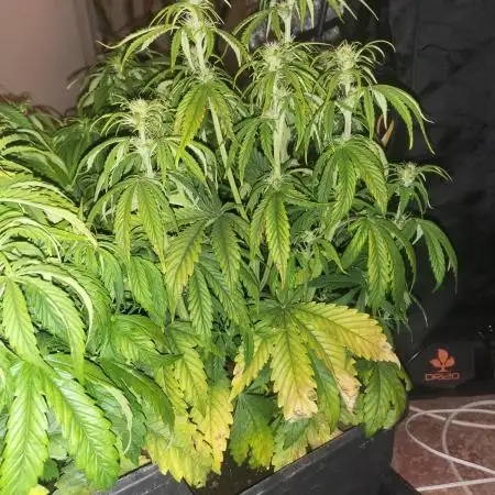 Auto fractal + auto black opium