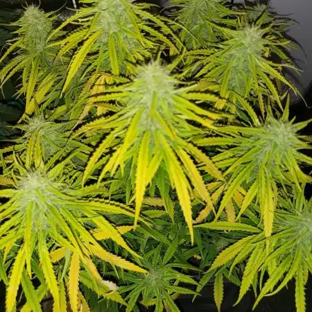 Auto fractal divine seeds + kiwi papaya