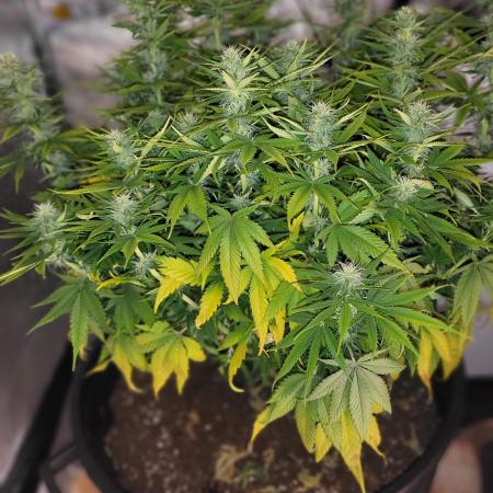Maveriks seeds kiwi-papaya