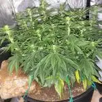 Maveriks seeds kiwi-papaya