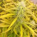 Auto fractal + auto black opium