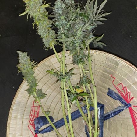 Lavender-Soma Seeds+ unknow sativa?