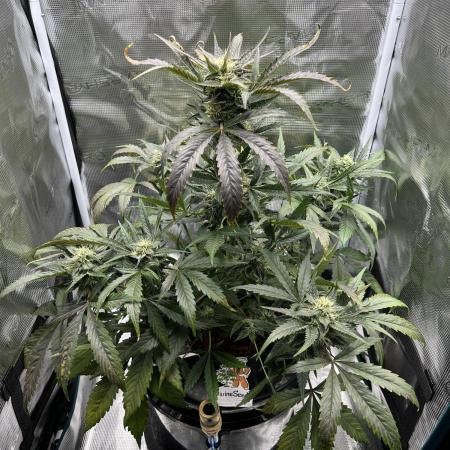DWC Auto Black Opium