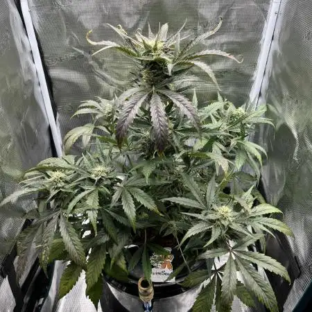 DWC Auto Black Opium