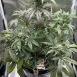 DWC Auto Black Opium