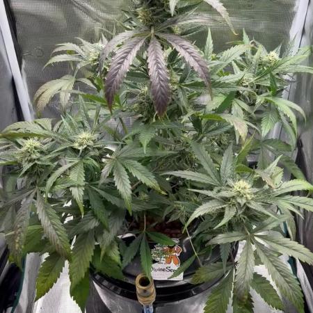 DWC Auto Black Opium