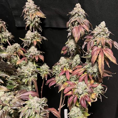 DWC Peyote Gorilla 