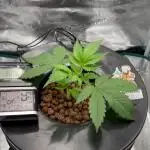 DWC Auto Black Opium