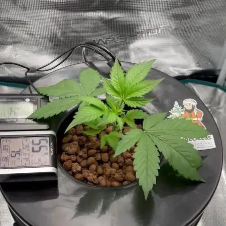 DWC Auto Black Opium