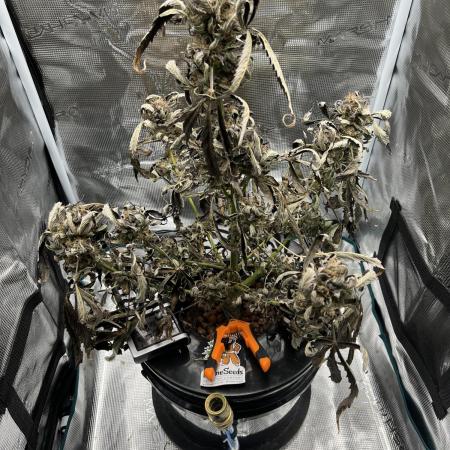 DWC Auto Black Opium