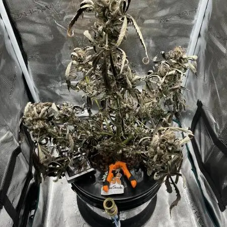 DWC Auto Black Opium