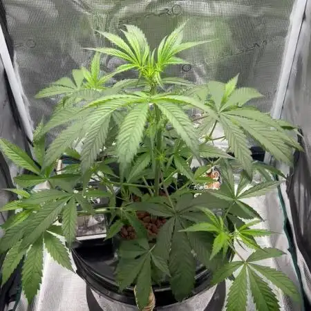 DWC Auto Black Opium