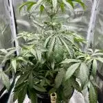 DWC Auto Black Opium