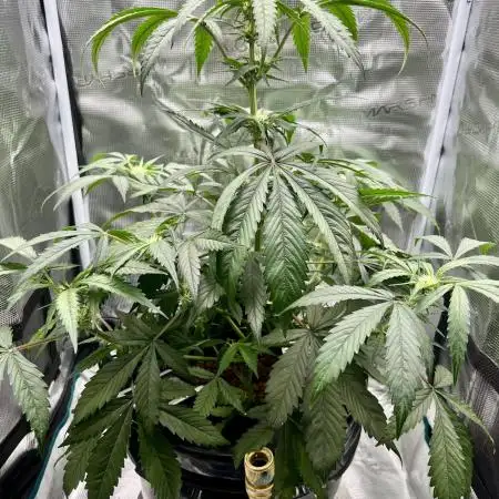 DWC Auto Black Opium