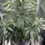 DWC Auto Black Opium